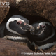 Illustration for article titled Flightless Friday - Spheniscus magellanicus Edition
